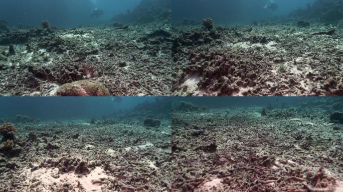 泰国北角西米兰群岛的水下珊瑚漂白