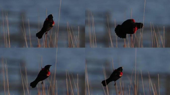 西德克萨斯州红翅黑鸟: 日落