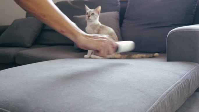 一个男人用粘粘的衣服滚轴从沙发上取下猫毛。