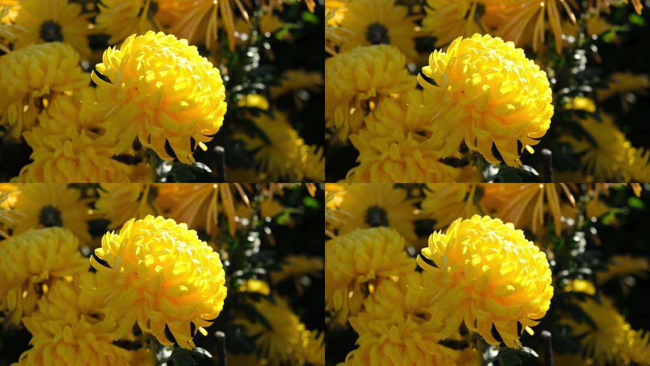 黄色菊花秋花园。