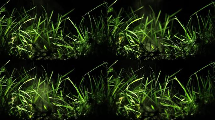 在雨后的一个寒冷的夜晚，水滴落在草地上的固定反射器上，随着蒸汽的增加而上升