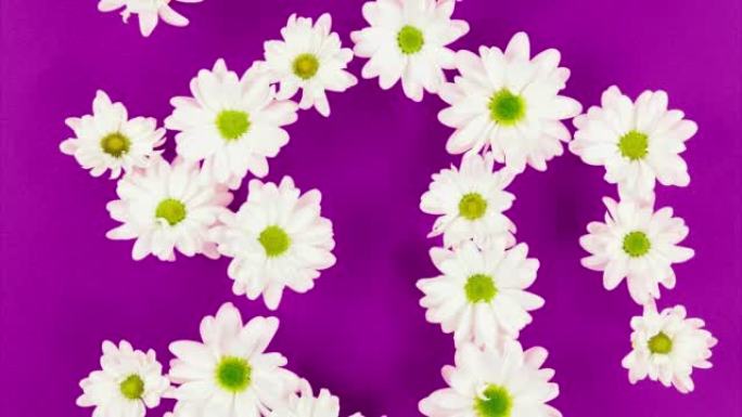 紫色地面上的雏菊表格8