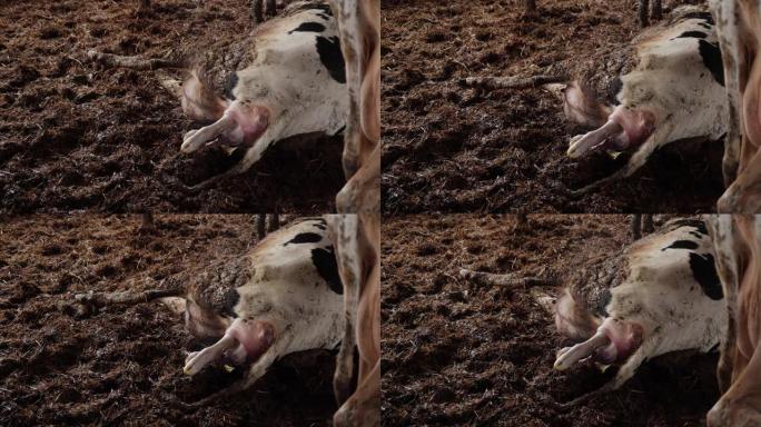 一头母牛生下一头小牛。出生的时刻