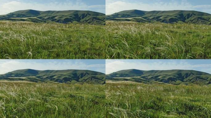 在蓝天下的绿色山丘的背景下，在绿色的羽毛草上移动。春天宁静的风景