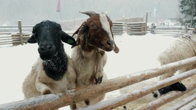 在牲畜农场里有趣的山羊，在雪下乞求食物，在山上的动物园