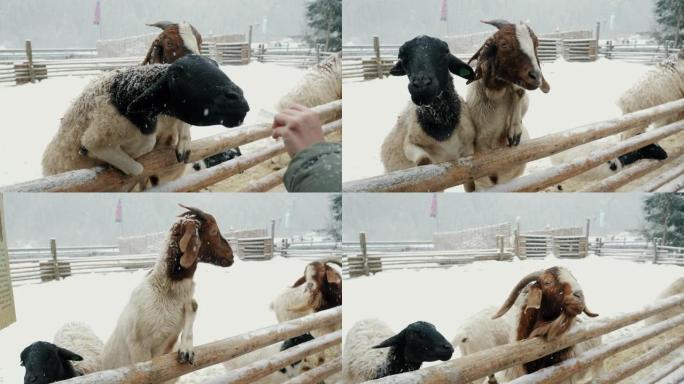在牲畜农场里有趣的山羊，在雪下乞求食物，在山上的动物园