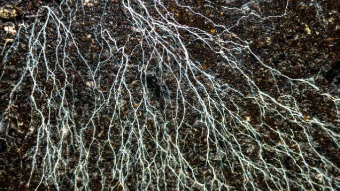 香菇菌丝体和微生物在浇水时生活在地下。地下生活