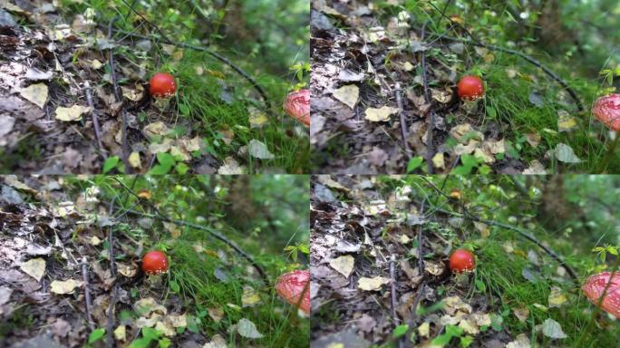绿色森林中的小蝇木耳蘑菇10位