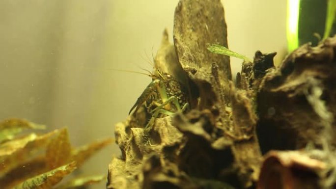 水族馆中的原巴氏原螯虾 (Procambarus fallax forma virginalis)