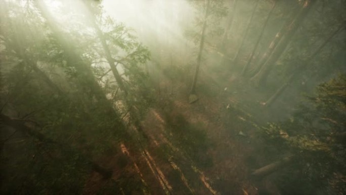 无人机冲破雾气展现红木和松树