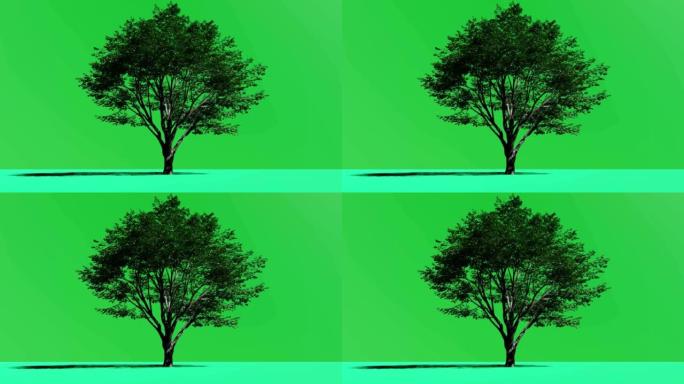 绿色背景上的孤树大树抠像一棵大树绿树