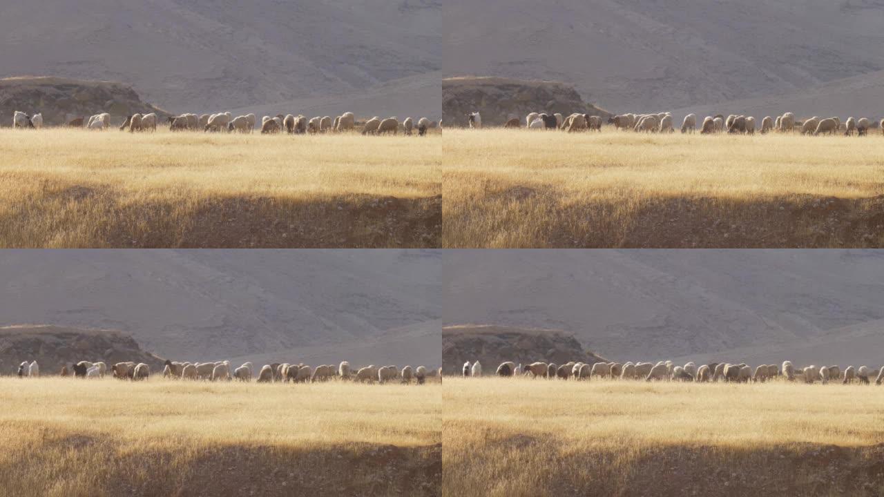 在沙漠中放牧的绵羊，以色列