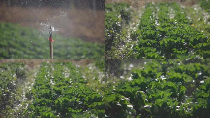 在农场用洒水器喷洒生菜水浇水。
