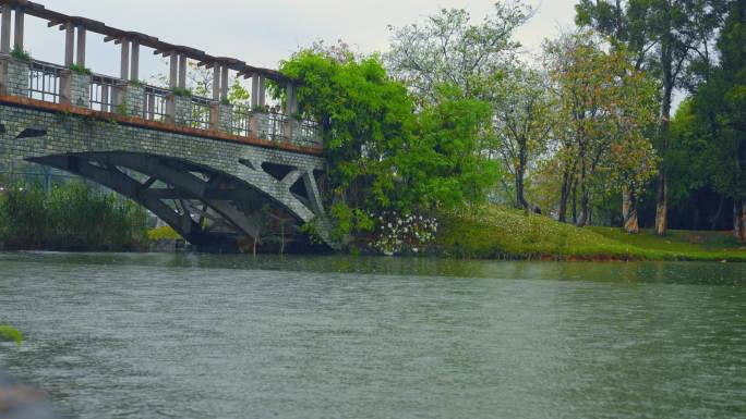 4K实拍春雨中广州公园湖边拱桥与落花落叶