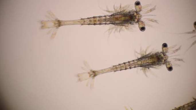 南美白对虾的Mysis阶段在光学显微镜下，虾的幼虫在显微镜下，虾，白对虾，无节幼体，Zoea，Mys