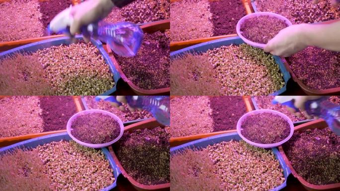 春苗人工光植物发芽谷物种子种植草本紫外线灯植物。浇水植物草药家庭种植微绿发芽有机室内生长灯发光二极管