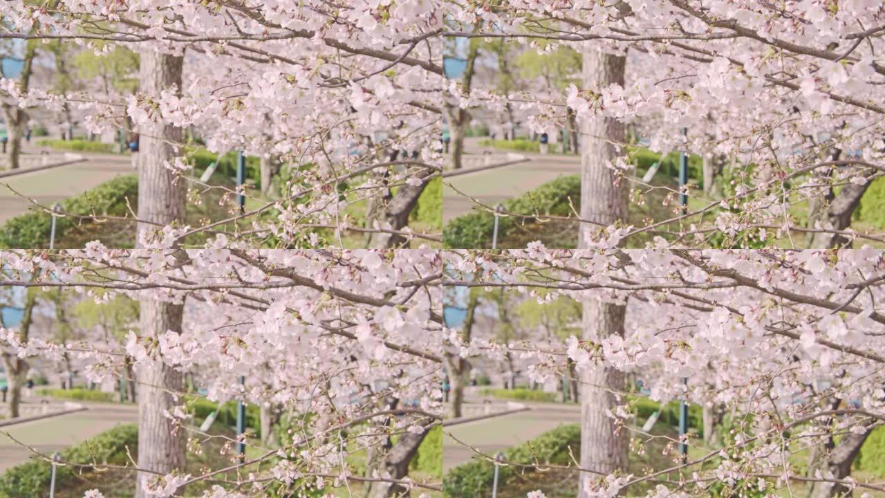 绿树成荫的大道，樱桃树盛开，每天的春天景象
