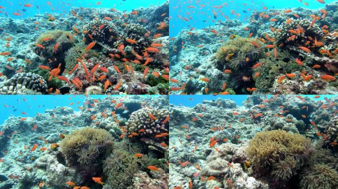 丰富的水下场景 -- 马尔代夫的小红礁鱼