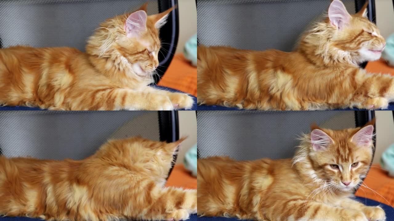 红缅因州猫躺在卧室的椅子上