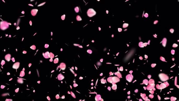 透明背景上飘扬的粉色玫瑰花瓣