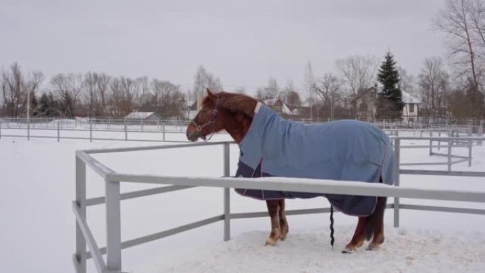 冬天围场外面蓝色毯子里的棕色马。
