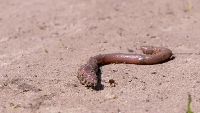 蚯蚓在阳光照射下在湿沙上爬行。特写。缩放