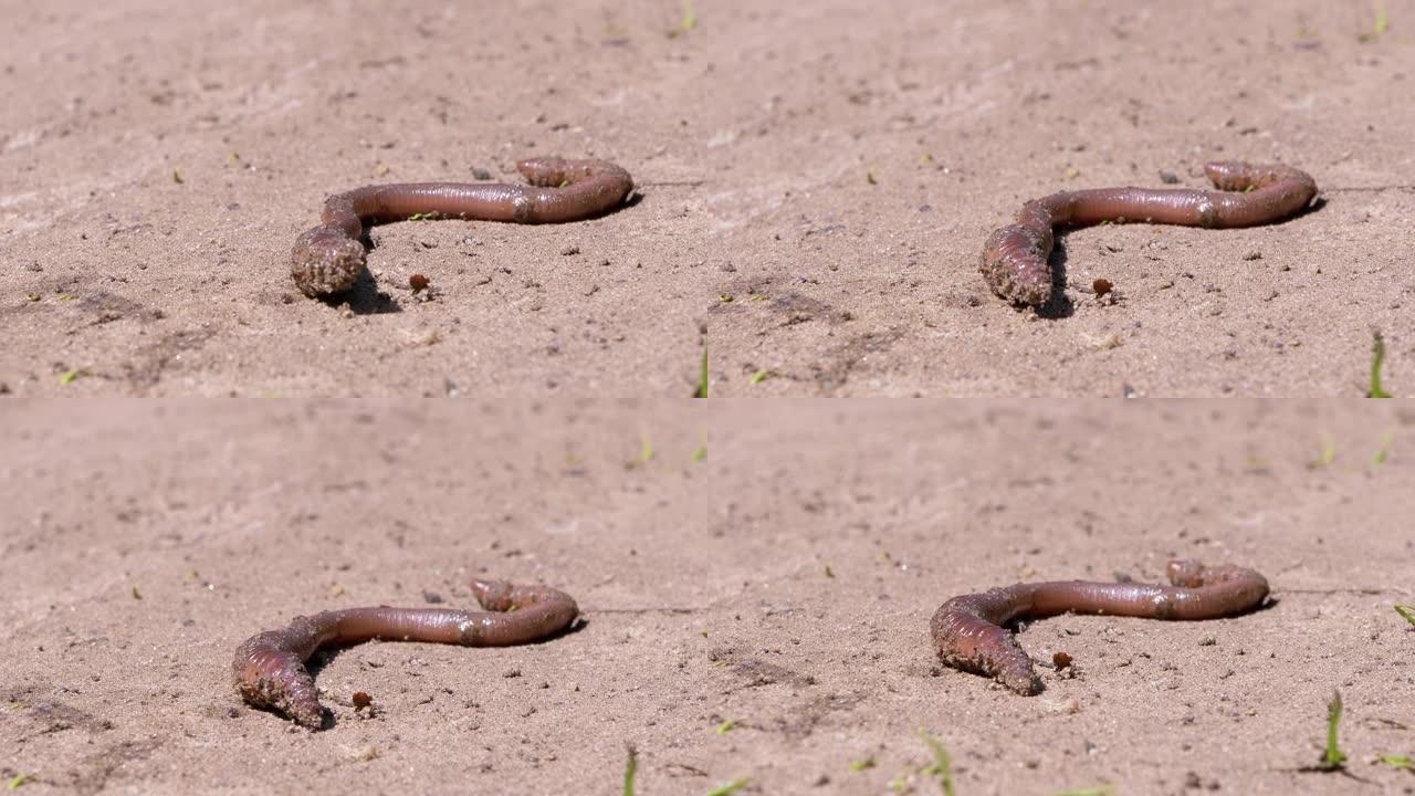 蚯蚓在阳光照射下在湿沙上爬行。特写。缩放
