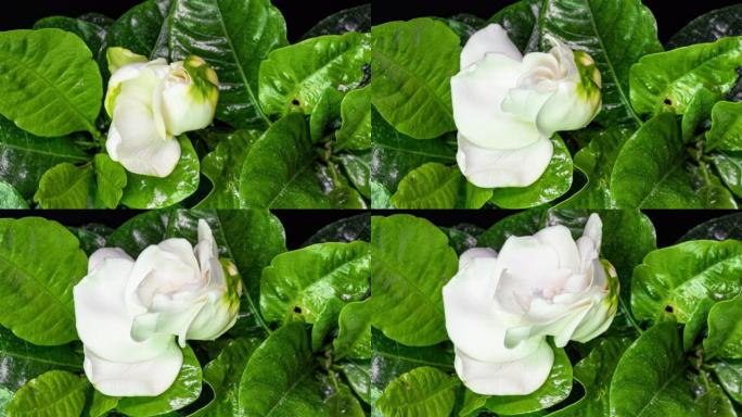 美丽的白色栀子花茉莉花在绿叶背景上绽放的延时。4k视频。情人节，母亲节，春天，节日，爱情，生日，复活