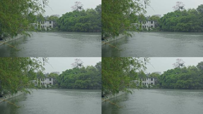 4K实拍，春天广州华南植物园湖畔一角4。