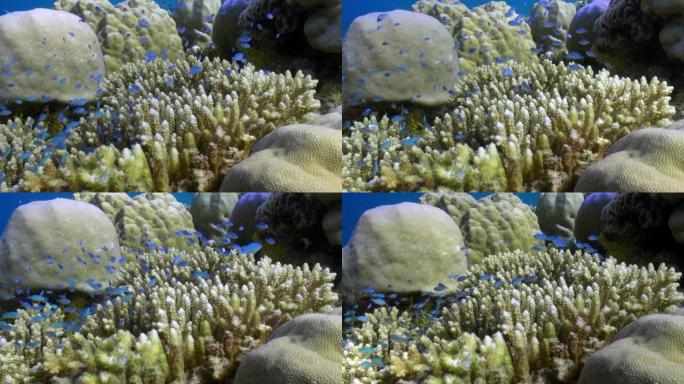 珊瑚礁上寻找食物的热带鱼群。