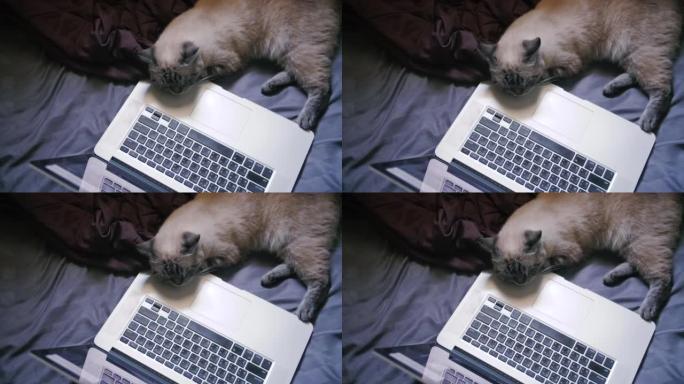 猫说谎专注于电脑屏幕。