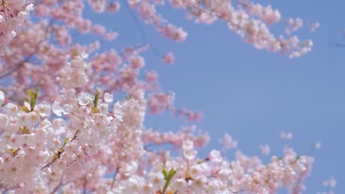 樱花，樱花花枝树枝红花粉花视频素材