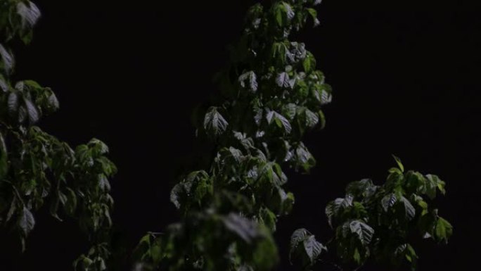 夜晚落在枫树上的雨