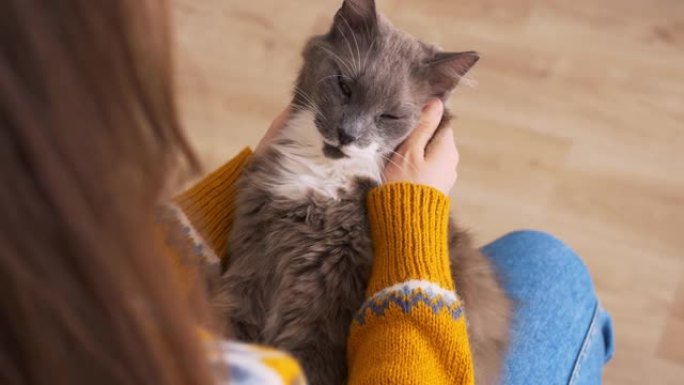 女人手中的一只灰色蓬松的猫很高兴，因为猫的主人抚摸着他的耳朵，猫高兴地翻着眼睛。人们对宠物的良好态度