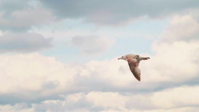 海鸥在海洋上空快速飞行