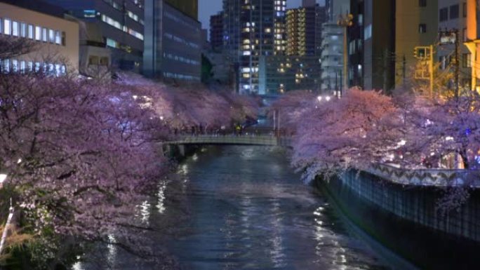 目黑河上的夜樱花和盛开的建筑物