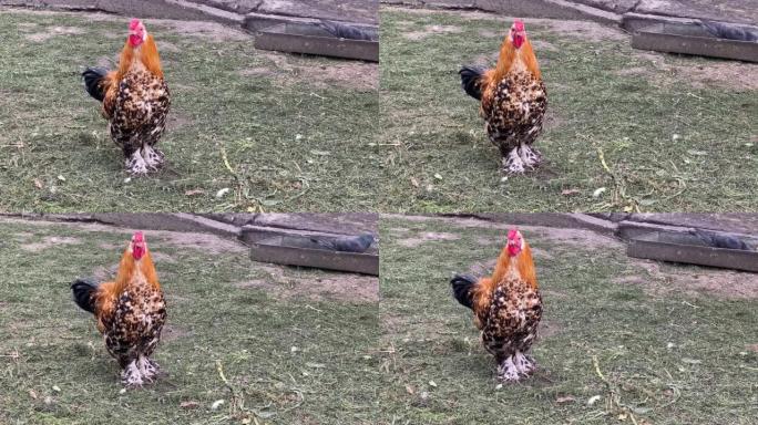 农场里可爱的矮脚鸡。