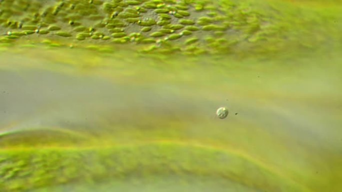 藻类的显微镜检查