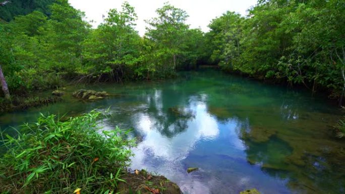 热带树木根植于沼泽森林和清澈的水流渠，位于塔波姆隆松南红树林湿地甲米泰国美丽的自然景观