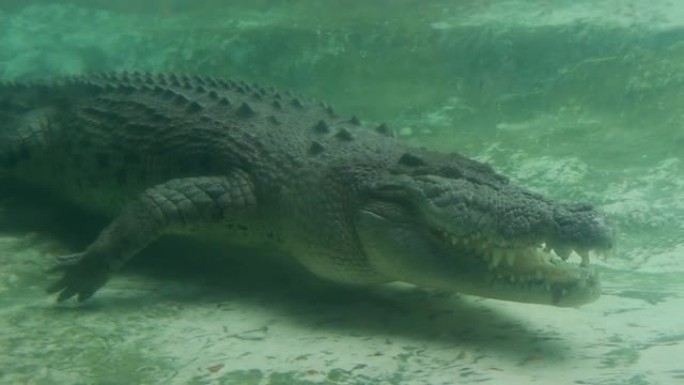 大尖牙大鳄鱼在水下游动