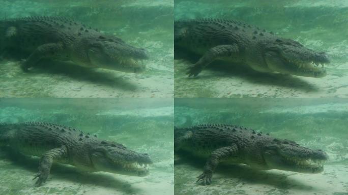 大尖牙大鳄鱼在水下游动
