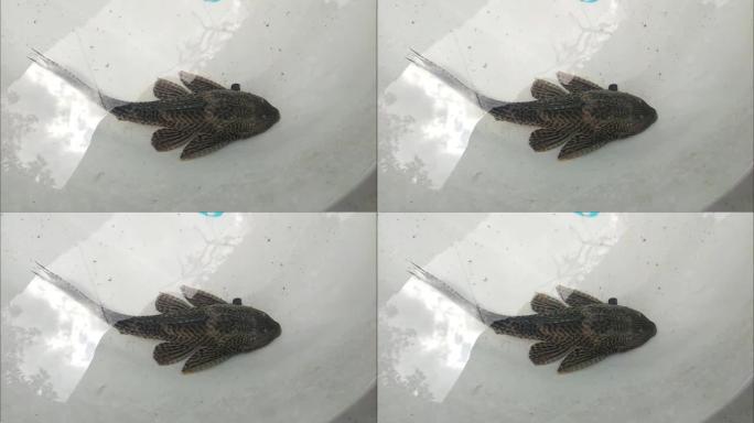 在陆地上呼吸的Hypostomus plecostomus嘴的特写