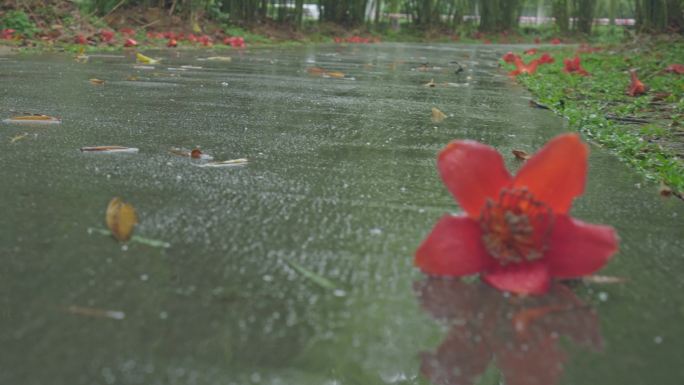4K实拍春雨中广州公园的红棉花掉落地上。