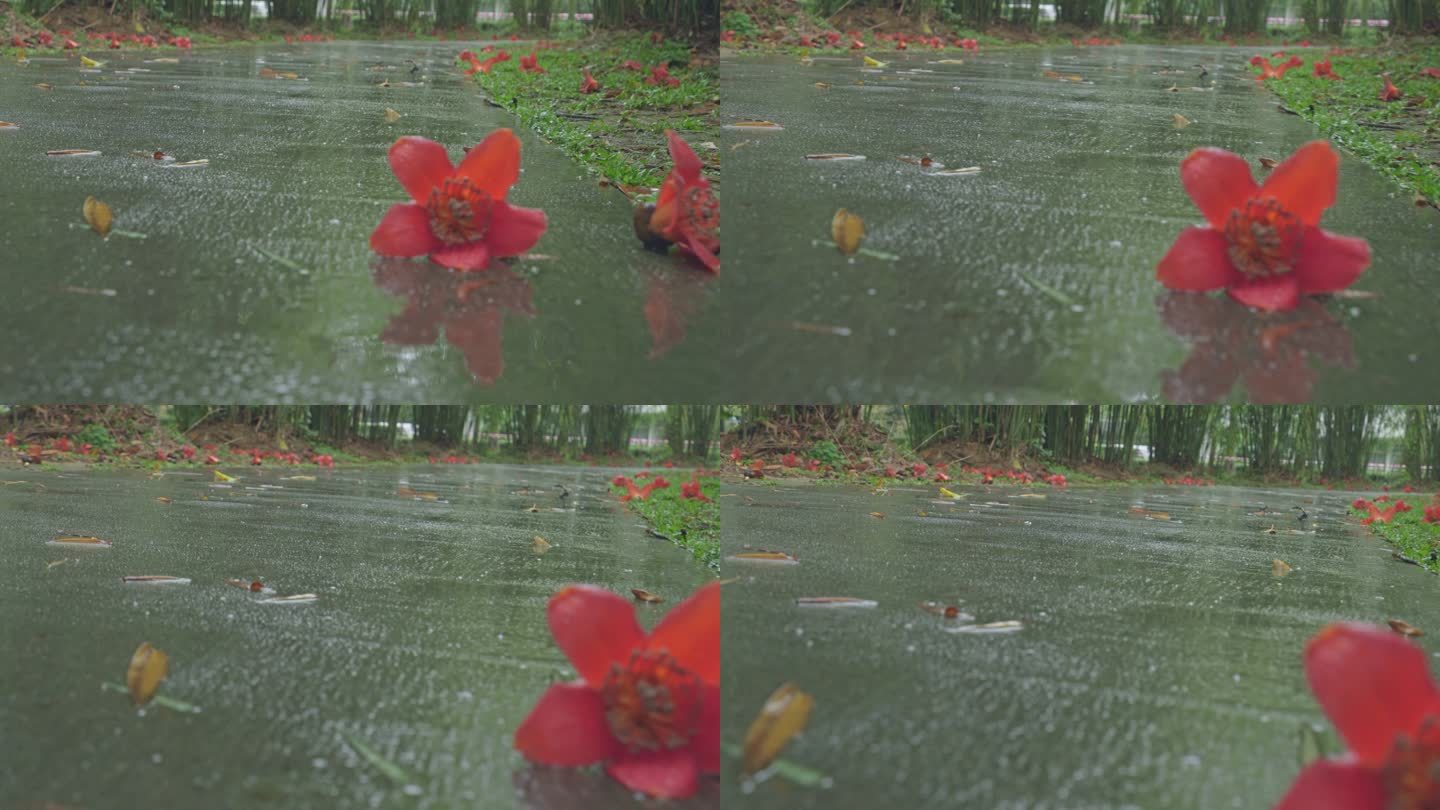 4K实拍春雨中广州公园的红棉花掉落地上。