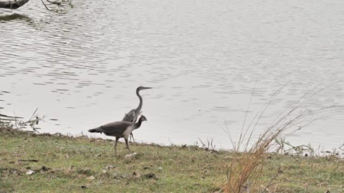 孔雀在湖边的岸边散步，用灰鹭在草地上吃草
