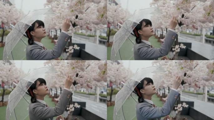 穿着校服的日本女学生用透明雨伞在雨中看桃花