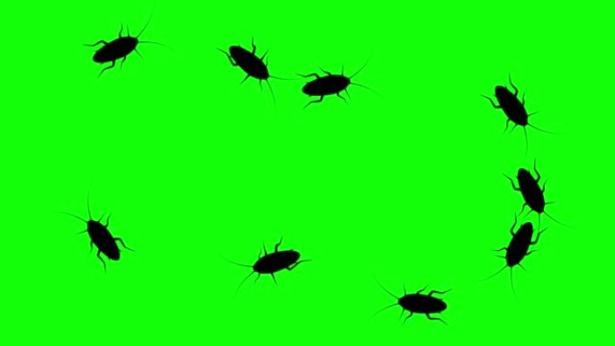 蟑螂群，绿屏上的CG动画剪影，无缝循环。