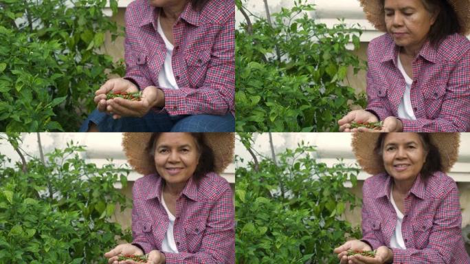 亚洲老太太坐在家里的有机花园，手里拿着新鲜的辣椒