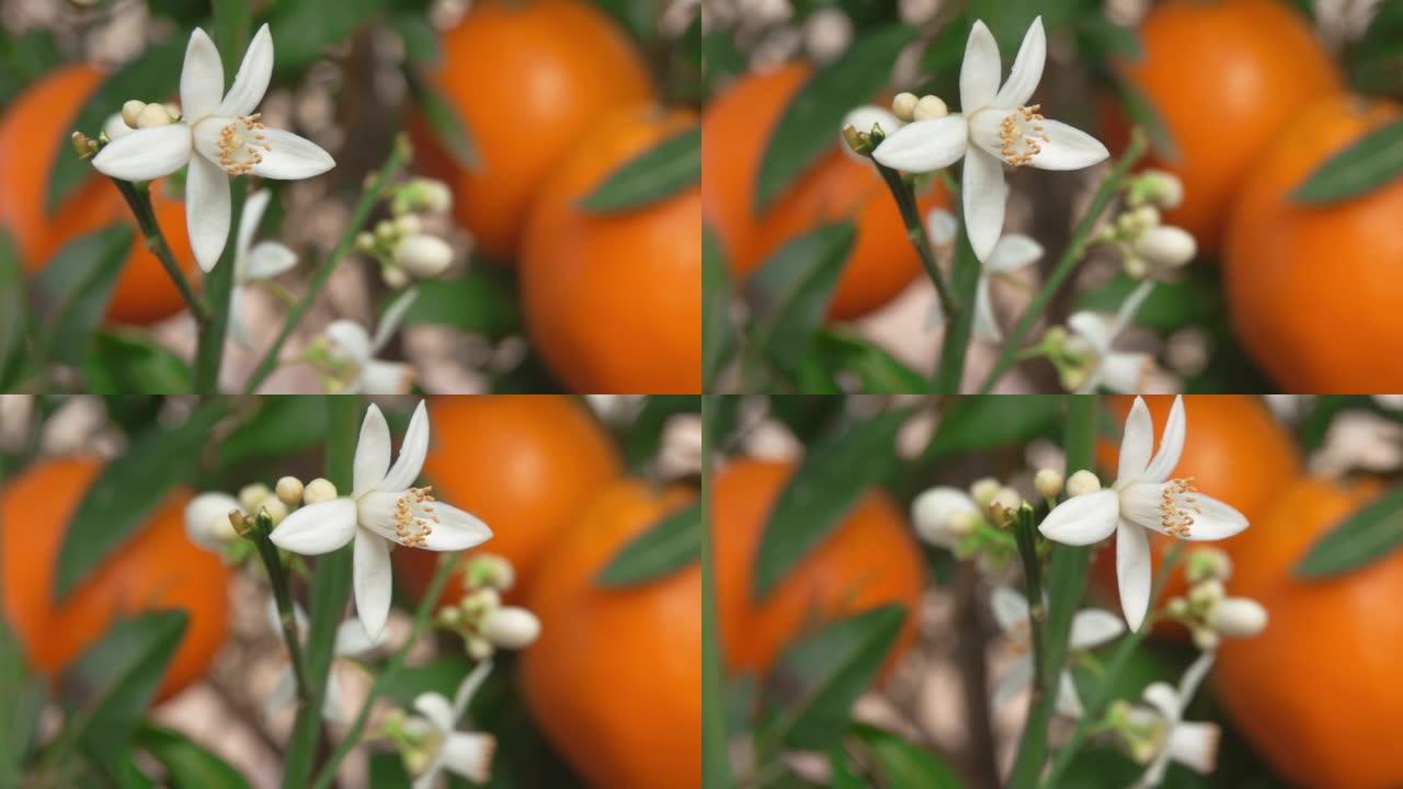 树枝上盛开的美丽柑橘香花特写全景