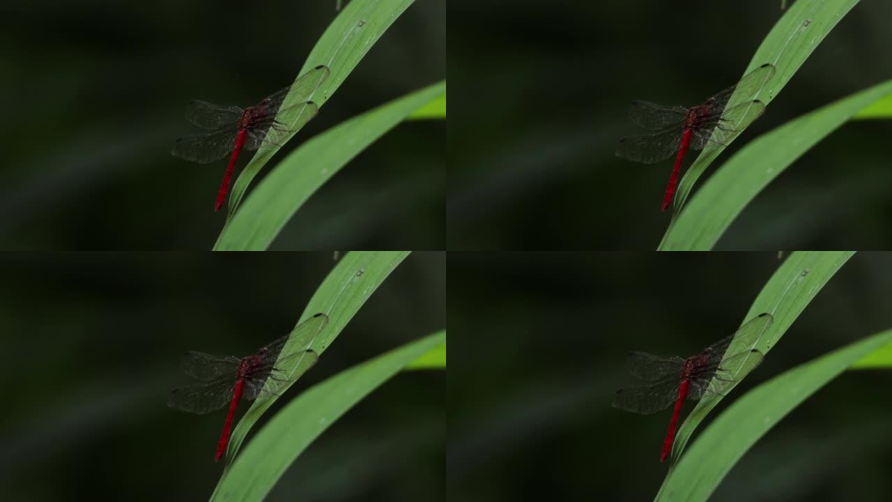 蜻蜓，甘博亚，巴拿马